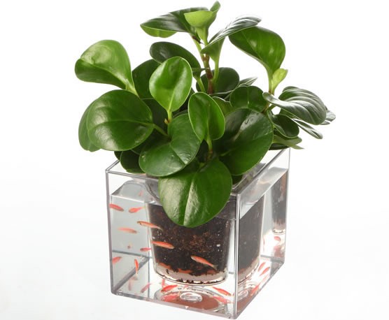 Double-deck Self-Watering Desk Potted Plant