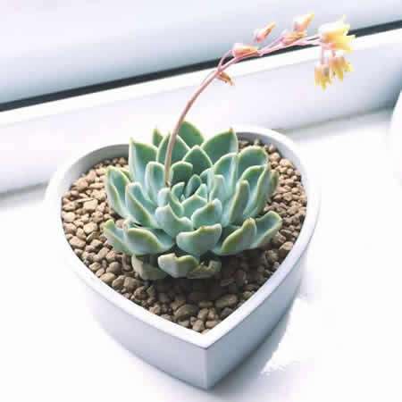 Handmade Concrete Heart Succulent Planter Flower Pot