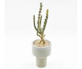 Modern cement Concrete Planter Pot Succulent Pot Planter