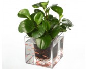 Double-deck Self-Watering Desk Potted Plant