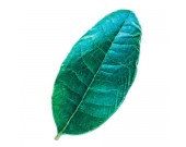 Leaf shape Soft Air Conditioning Blanket- Myrica Rubra Leaf