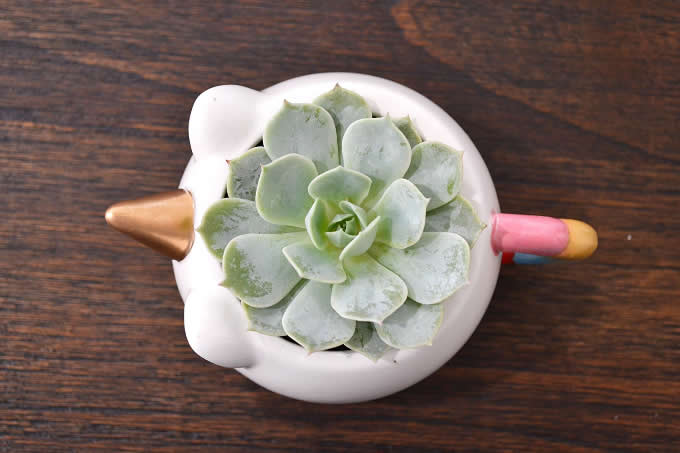 Unicorn Cup  