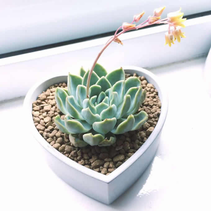 Handmade Concrete Heart Succulent Planter Flower Pot