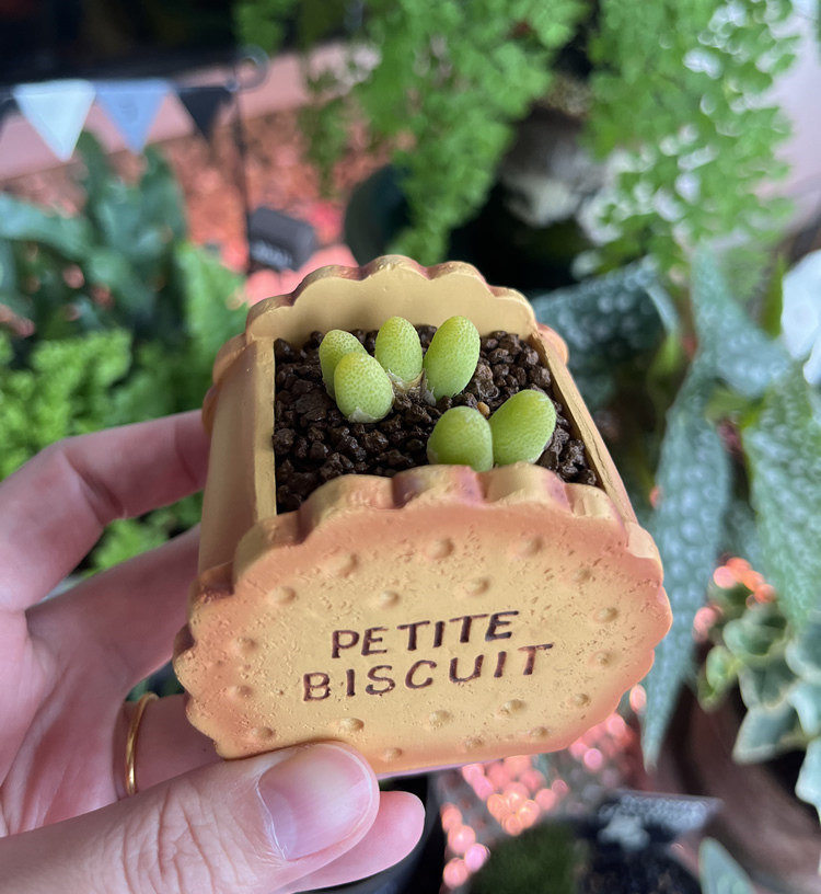 Creative Biscuit Mini Flower Pots, Fun Desktop Decoration