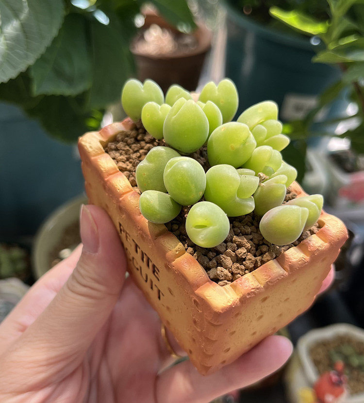Creative Biscuit Mini Flower Pots, Fun Desktop Decoration