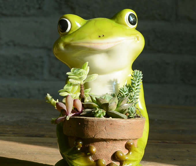 Cute Frog Succulent Planter / Plant Pot / Flower Pot / Bonsai Pot 