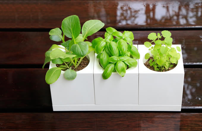 Desk Plant  Garden  Set