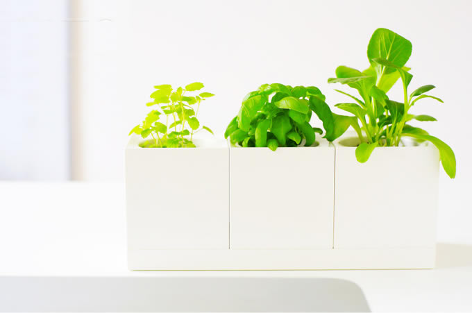 Desk Plant  Garden  Set