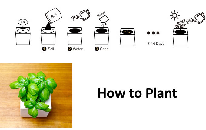 Desk Plant  Garden  Set