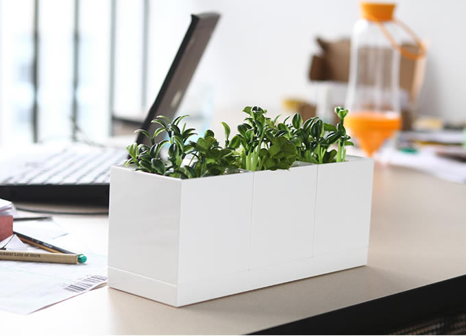 Desk Plant  Garden  Set