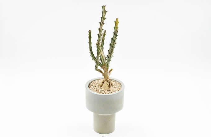  Modern cement Concrete Planter Pot Succulent Pot Planter