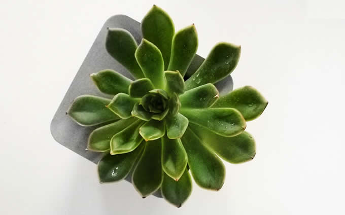   Modern Geometric Concrete Succulent Planter/Plant Pot /Flower Pot 