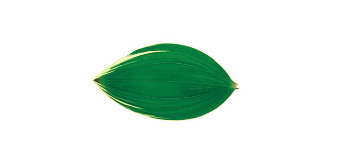  Leaf shape Soft Air Conditioning Blanket- Aspidistra Leaf