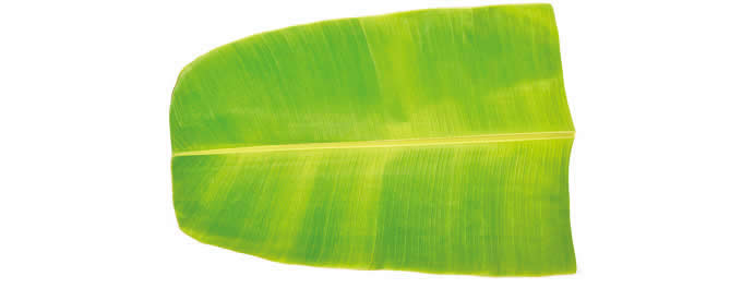  Leaf shape Soft Air Conditioning Blanket- Aspidistra Leaf