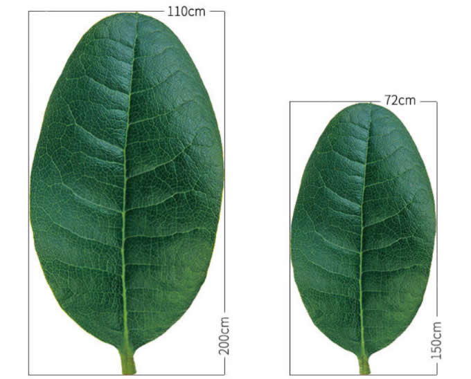  Leaf shape Soft Air Conditioning Blanket- Myrica Rubra Leaf