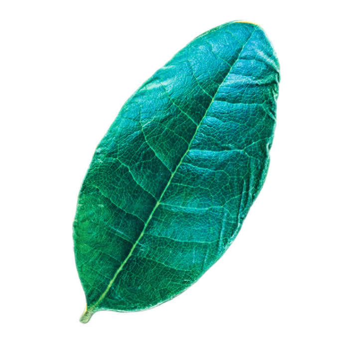  Leaf shape Soft Air Conditioning Blanket- Myrica Rubra Leaf